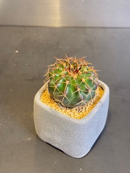 只在油塘站交收🌸狂刺金鋼釘 小盆栽 花 仙人掌 🌵 龍舌蘭 白月光 星兜 多肉植物 塊根 桌面室內 室外 種植 易種 懶人植物 空氣淨化