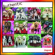 500-Piece Jigsaw Puzzle: Puppy Friends Ravensburger 17195 8 Colorful