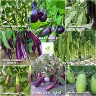 Benih-Benih Terung Panjang Ungu Hijau/323/Bulat/Ungu Hitam/Telunjuk/Eggplant Seeds