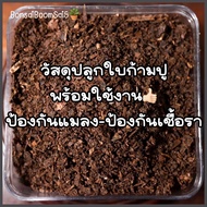 วัสดุปลูก ดินใบก้ามปู พร้อมใช้งาน (Bonsai Boom Sai5)