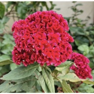 Pokok balung ayam merah ( 1 keratan pokok dalam polybag )