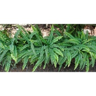 fern/ paku pakis hiasan