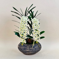 Akara Dokmaii Fake Elephant Orchid Pot