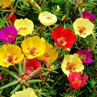 20 เมล็ดพันธุ์ เมล็ด คุณนายตื่นสาย หรือ แพรเซี่ยงไฮ้ Portulaca grandiflora Seed อัตราการงอก 80-85%