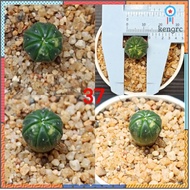 แอสโตรด่าง(astrophytum asterias variegated) #แอสโตรด่าง ยอดขายดีอันดับหนึ่ง