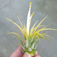 Air Plant Ionantha Druid