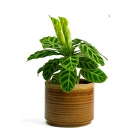 Calathea zebrina-live plants with frebies