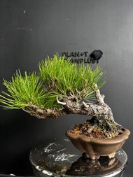 日本🇯🇵黑松 Black Pine  ｜植物 盆景 盆栽 bonsai 楓葉 塊根 多肉植物
