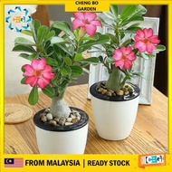 Anak Pokok Bunga Bongsai Bongzai Adenium Bunga Cantik