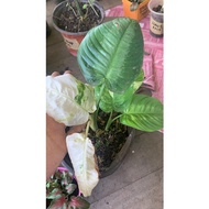 Homa Variegated/Rare Plants
