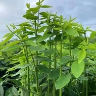 VEGETABLE SEEDS 50 SEEDS