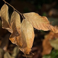 Isopod Pet Food Dried Leaves Rambutan Leaves Dried / Dry Leaf / Dried Leaves / Dry Rambutan Leaves