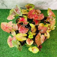 TKL - Rare Species Caladium Thai Hybrid - Part 7🌿🌿🌿🌿🌿🌿🌿 7 Luck Seven Luck