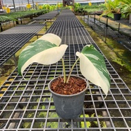 ต้นมอนสเตอร่าอัลโบ้ Monstera Borsigiana Albo Variegated