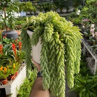 Tanaman Hidup Sukulen Gantung Sukulen Sedum Burrito/Donkey Tail | Tanaman Sukulen Murah & Gratis Ong