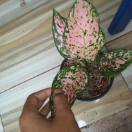 tanaman hias aglaonema kirana / aglaonema ruby kirana