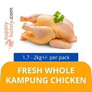 Fresh Whole Kampung Chicken Whole (1.7-2KG)  新鲜全菜园鸡 Kaeon Fresh Whole Village Chicken Poultry Ayam S