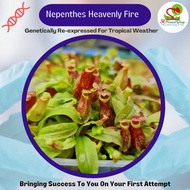 ☘️ Pitcher Plant - Nepenthes Heavenly Fire