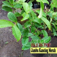 Bibit Jambu Air - Jambu Air Merah - Pohon Jambu Air Kancing Merah Mur4H