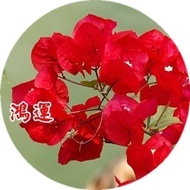 Ouwu Bougainvillea Potted Plants Indoor and Outdoor Courtyard Balcony Climbing Vine Climbing Green Plant Flower Field Cu