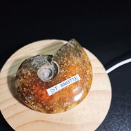 CRYSTAL AMMONITE Madagascar Polished HQ ORIGINAL