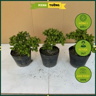 Cây Linh Sam Bonsai - Cây Cảnh Bonsai Để Bàn