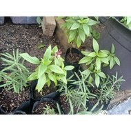 Pokok selasih/Thai basil