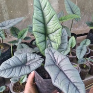 alocasia bisma silver rawatan