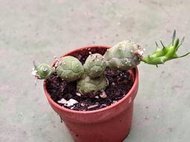 開心多肉~1吋盆 多肉植物 組盆 【玉麟寶 螞蟻雄兵】(含土含盆寄出)(實物拍攝)