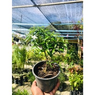 bunga jasmin putih berbunga