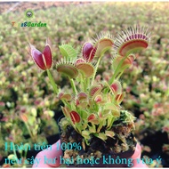 Venus Flytrap Potted Plants, Venus Flytrap Meat Trees to Catch Flies and Mosquitoes, High Quality St