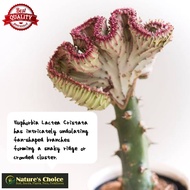 Euphorbia Lactea Cristata - Coral Cactus (Rare-Collectors Edition)  - FREE pot and marble chip pebbl