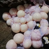 Fishing bait, Shanca snake eggs, young eggs, contents 5-6 grains per pack