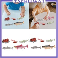 [Tachiuwa1] Life Cycle of Salmon Toys Animal Growth Cycle Set for Daycare Presentations