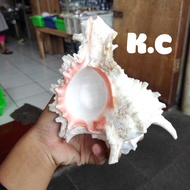 Murah CANGKANG KERANG HIAS/KERANG LAUT HIAS/HIASAN KERANG/SEASHELL/SEASHELLS/KERAJINAN KERANG