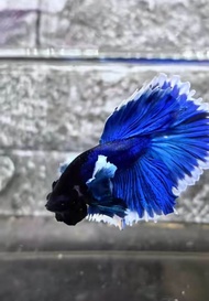 halfmoon dumbo ear