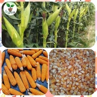 ♞,♘HYBRID CORN Hybrid Corn Seeds Dekalb/Pioneer (1KILO) FEEDS CORN(BINHI)1KILO DEKALB/PIONEER