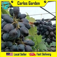 Anak Pokok Anggur Akademik Academic Grape Sapling Pokok Premium Stabil Import Dari Thailand