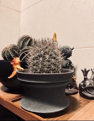 仙人球｜逆豹丸｜盆口 14cm｜主頁有塊根植物