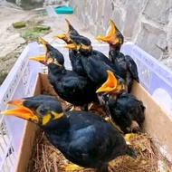 anakan burung beo lolohan burung kicau