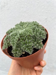 多肉植物 羽葉洋葵