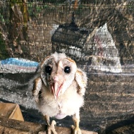 BURUNG HANTU ANAKAN BRANCHER TYTO ALBA BARN OWL BABY JINAK