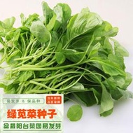 【綠葉莧菜種子 種籽】家庭菜園品種長壽菜鐵含量是菠菜的1倍蔬菜種子 種籽
