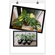 Monstera deliciosa thai constellation ( not for choose )