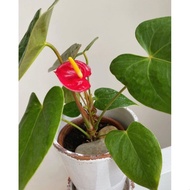 Anthurium andraeanum Anthurium Mickey mouse anthurium bunga merah TERM