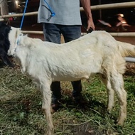 kambing murah kambing qurban murah kambing qurban surabaya Berkualitas