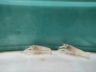 白螯蝦對蝦（對蝦飼料）