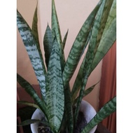 Snake Plant Pokok Pedang