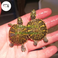 RED BELLY NELSONI KURA MURAH
