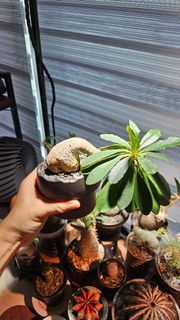 象鼻大戟 塊根植物